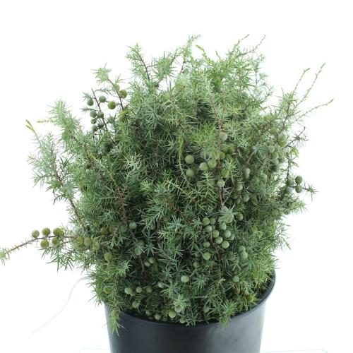 Juniperus chinensis 'Blaauw' per bos