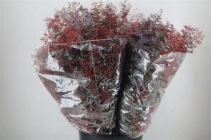 Acacia baileyana bloeiend per bos 'Purpurea'Dealbata Grp