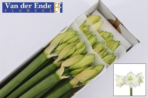 Hippeastrum Galaxy Grp 'Mont Blanc'