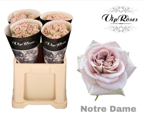 Rosa grootbloemig Notre Dame+