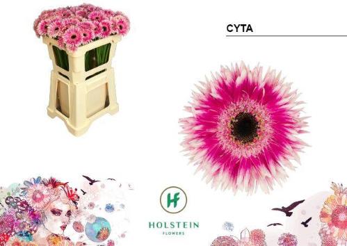 Gerbera mini Gerspider Cyta