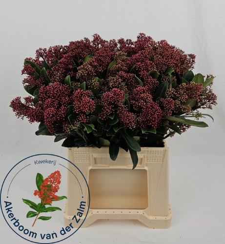 Skimmia per bos japonica 'Rubella'