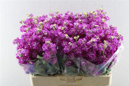 Matthiola incana Stox Deep Rose