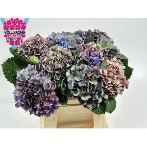 Hydrangea macrophylla Fabulous Anne (classic)