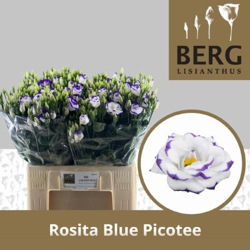 Eustoma russellianum gevuldbloemig 'Rosita Blue Picotee'