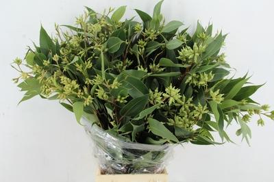 Eucalyptus robusta (met bes)