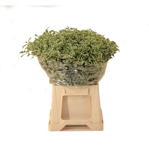 Pittosporum per bos