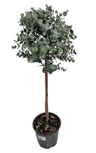 Eucalyptus gunnii