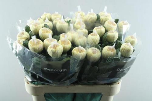 Chrysanthemum (Indicum Grp) geplozen Kalimba Orange