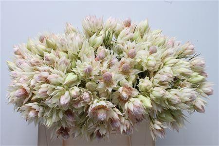Serruria florida Pretty N White