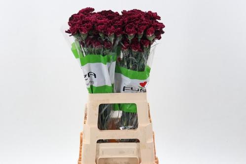 Dianthus standaard overig