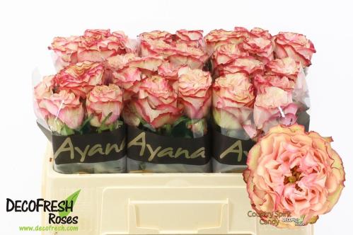 Rosa grootbloemig Country Spirit Candy