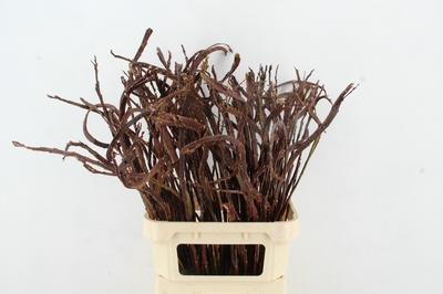 Salix udensis 'Sekka'