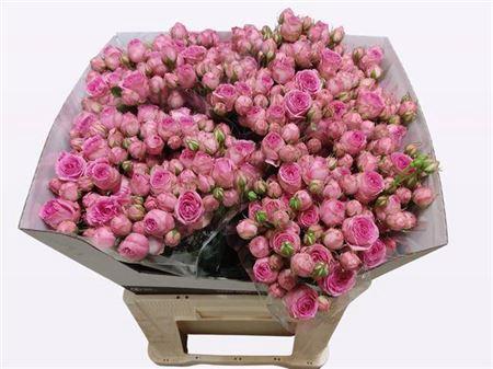 Rosa tros Super Sensation