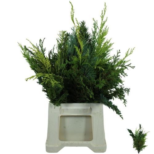 Chamaecyparis '...' Coniferen gemengd per bos