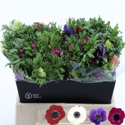 Anemone overig gemengd in bos