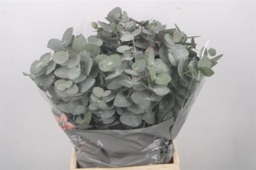 Eucalyptus per bos cinerea