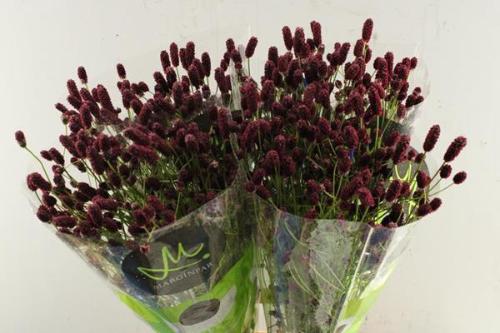Sanguisorba officinalis 'Red Dream'