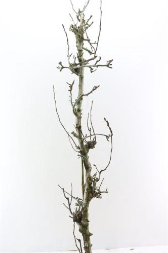 Huis en tuindecoratie overig H%