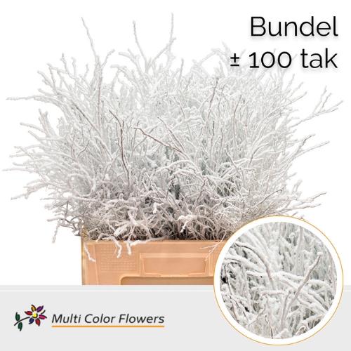 Vaccinium kleurbehandeld H%