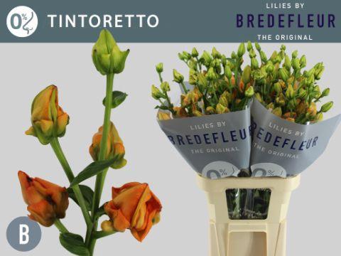 Lilium (LA-hybrids Grp) 'Tintoretto'