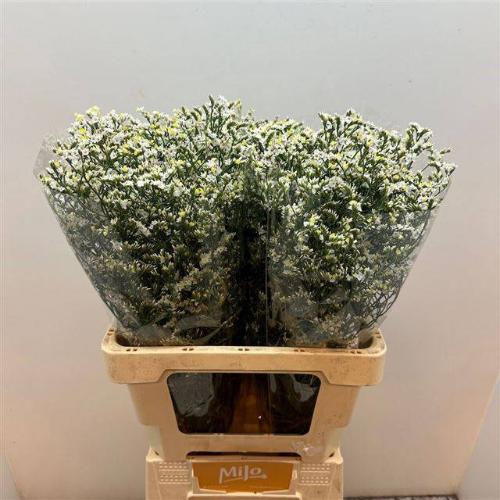 Limonium sinensis China White