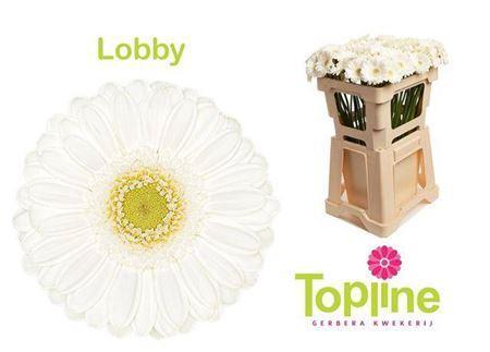 Gerbera mini 'Lobby'