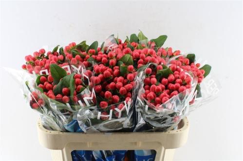 Hypericum Coco Tango