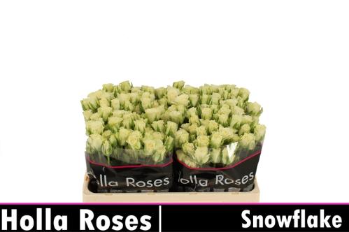Rosa tros Snowflake