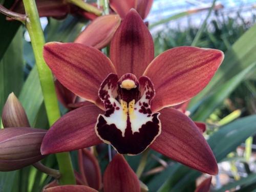 Cymbidium mini per tak Tangerine Mary 'Brownie'