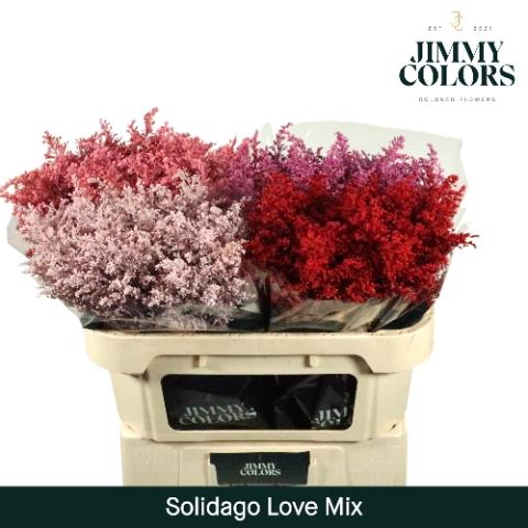 Solidago kleurbehandeld H%
