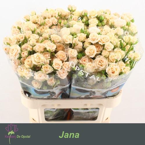 Rosa tros Jana