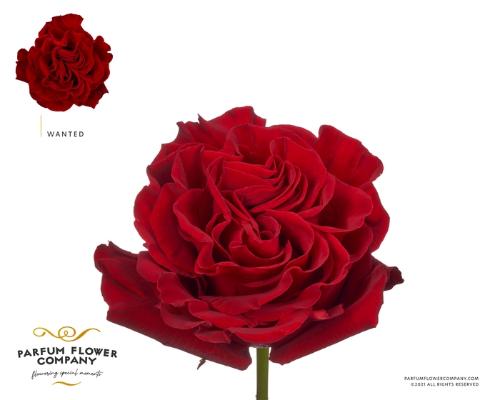 Rosa grootbloemig overig