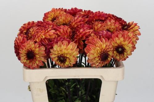 Dahlia (Decorative Grp) 'Ding a Dong'