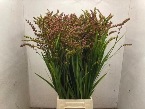 Crocosmia met bes overig
