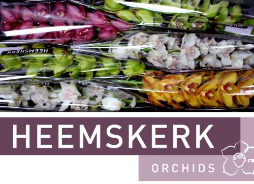 Cymbidium grootbloemig per tak gemengd
