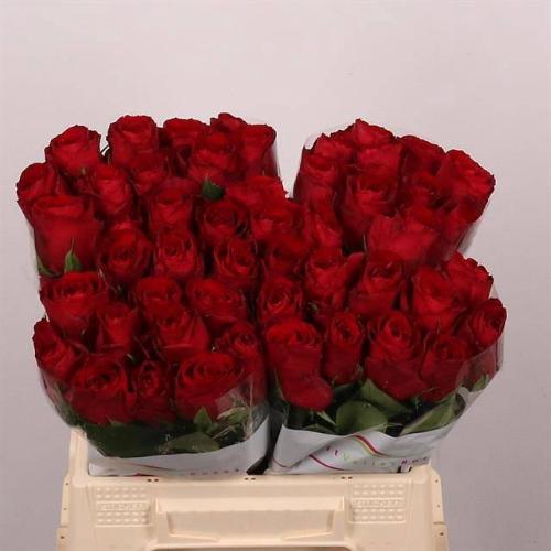 Rosa grootbloemig Madam Red