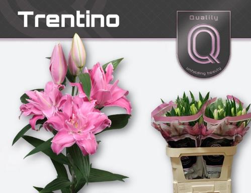 Lilium (Oriental Grp) 'Trentino'