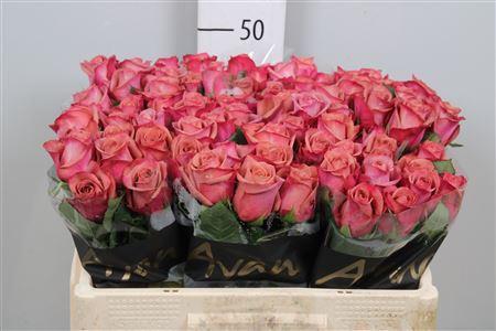 Rosa grootbloemig Barista