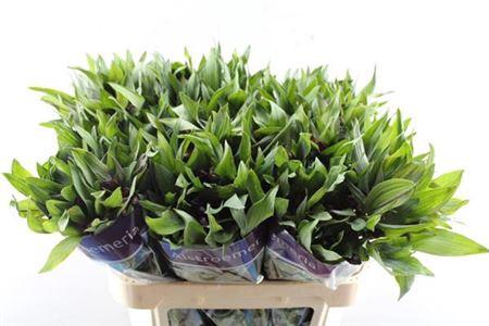 Alstroemeria Hiphop