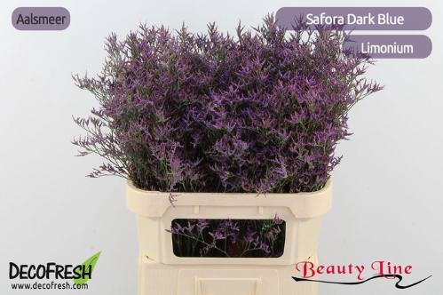 Limonium Safora Dark Blue