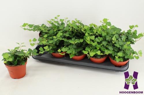 Hedera helix 'Wonder'