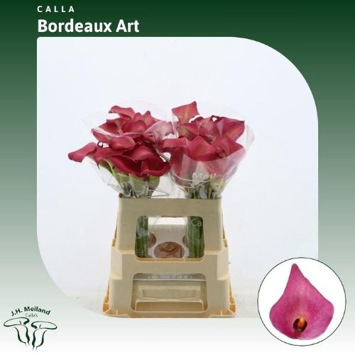 Zantedeschia Bordeaux Art