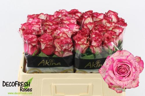 Rosa grootbloemig Barracuda