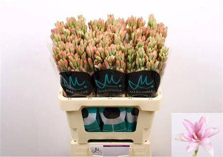 Polianthes Pink Sapphire