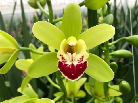 Cymbidium mini per tak Evergreen '...'