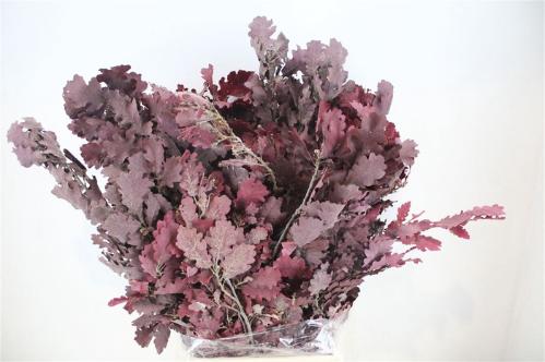 Quercus palustris kleurbehandeld H%