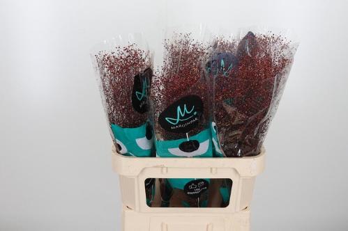 Talinum paniculatum 'Long John'