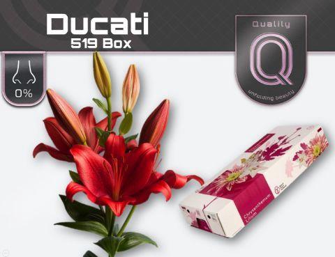 Lilium (Asiatic Grp) 'Ducati'