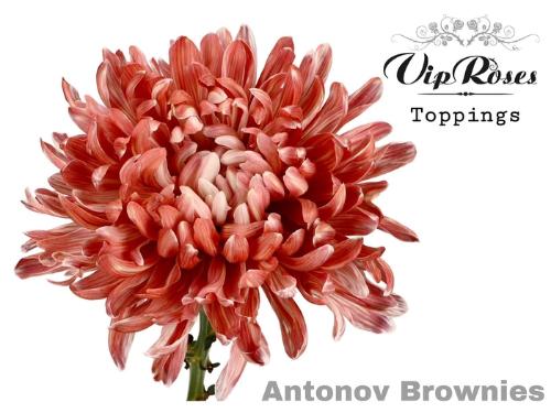 Chrysanthemum (Indicum Grp) geplozen Antonov kleurbehandeld H%